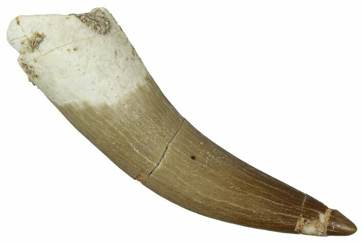 Fossil Plesiosaur (Zarafasaura) Tooth - Morocco #354694